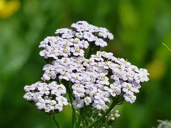 Achillée millefeuille – BIO – Origine France
