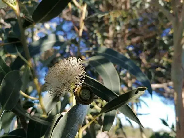 Eucalyptus BIO Feuilles coupées