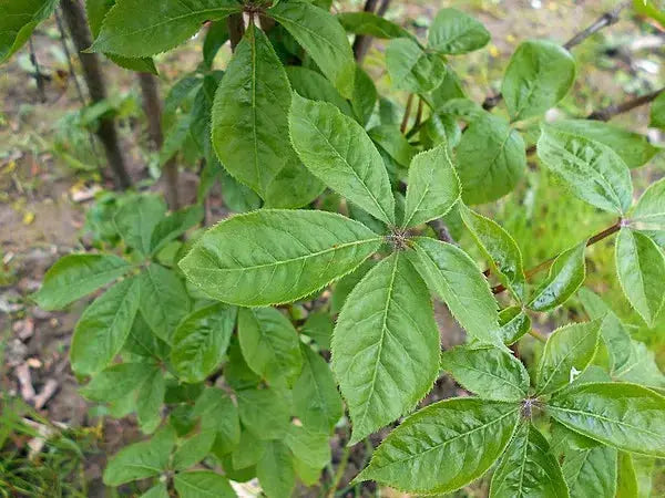 Eleuthérocoque BIO Racine coupées
