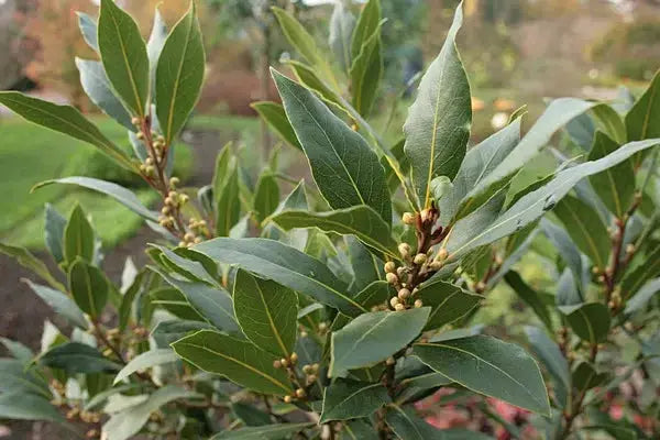 LAURIER NOBLE BIO Feuilles coupées