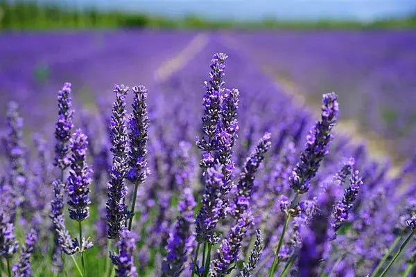 LAVANDE BIO fleurs
