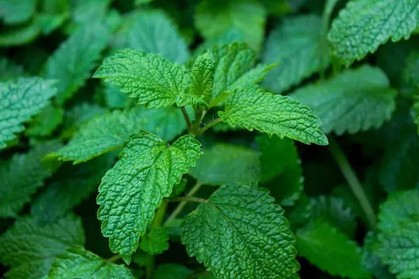 MÉLISSE BIO Feuilles coupées
