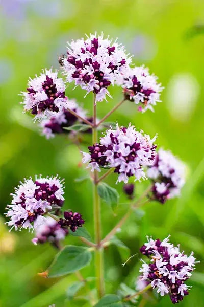 Origan Bio Feuilles