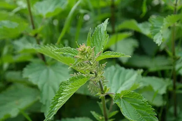 Ortie bio feuilles coupées