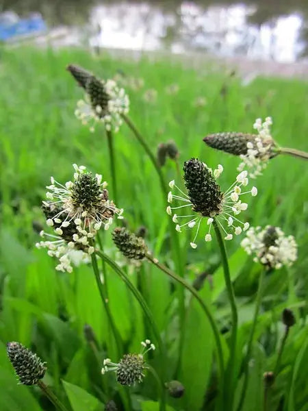 PLANTAIN LANCEOLÉ BIO