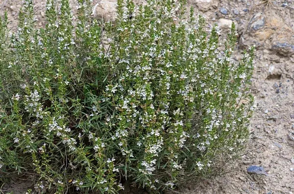 SARRIETTE DES MONTAGNES BIO Feuilles