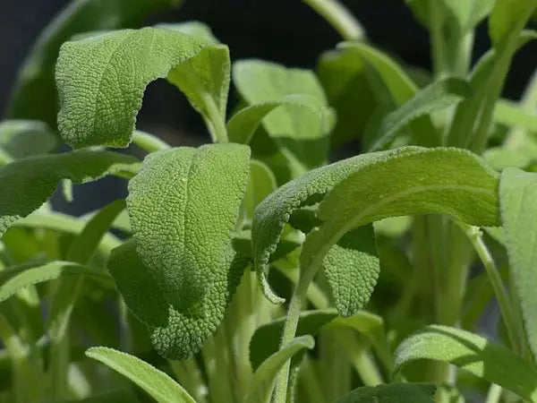 SAUGE OFFICINALE BIO Feuilles