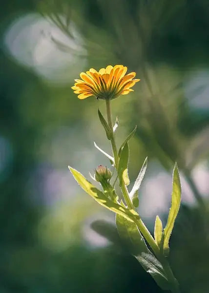 Souci calendula Bio Fleurs