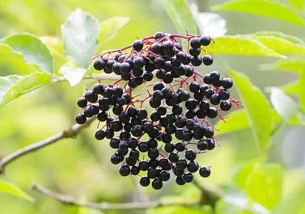 SUREAU NOIR BIO Fleurs