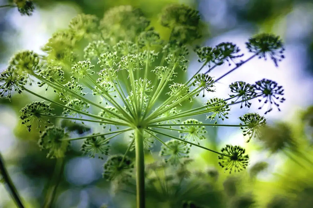 Angélique feuilles– BIO origine France