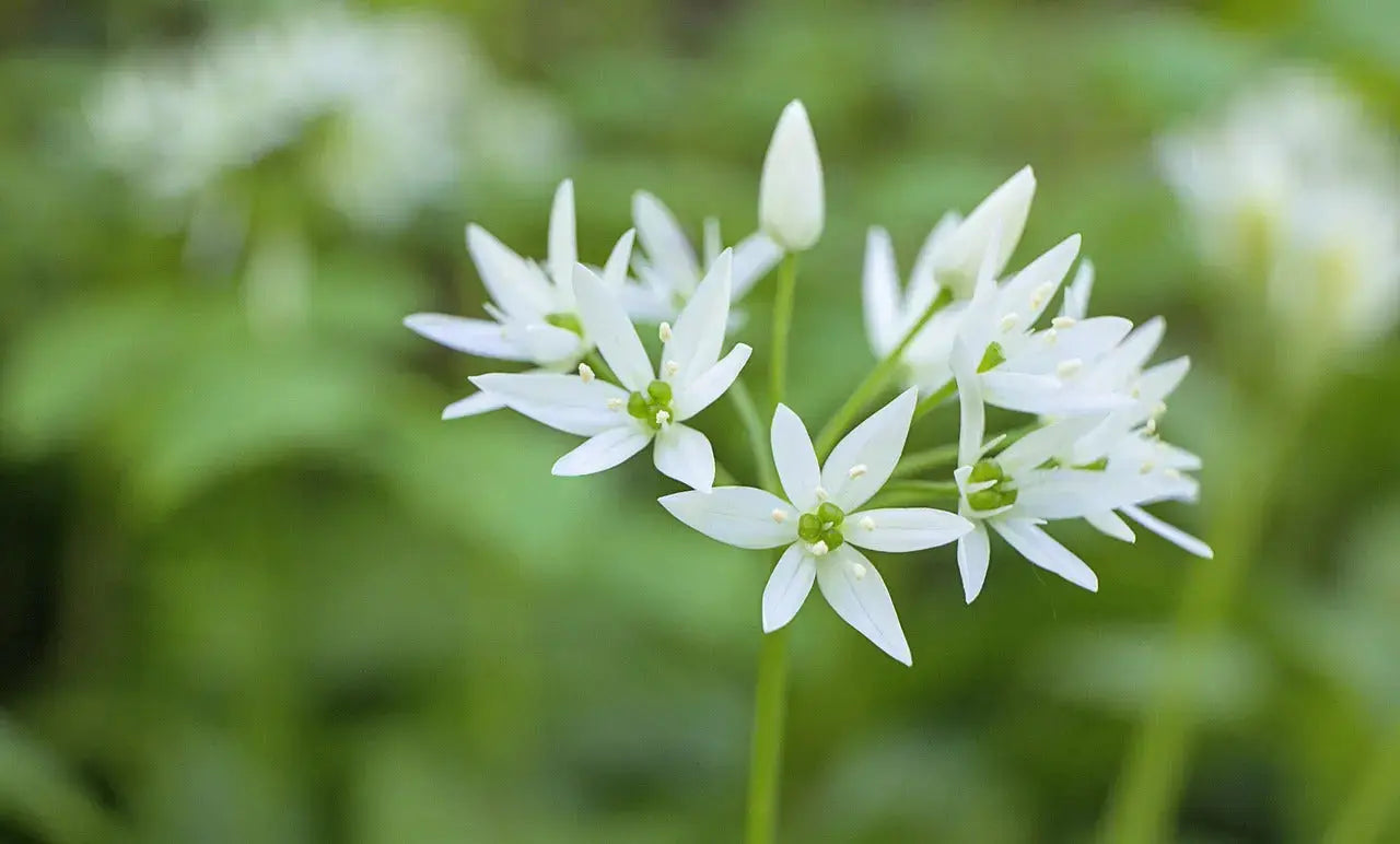 Ail des ours – BIO – Origine France