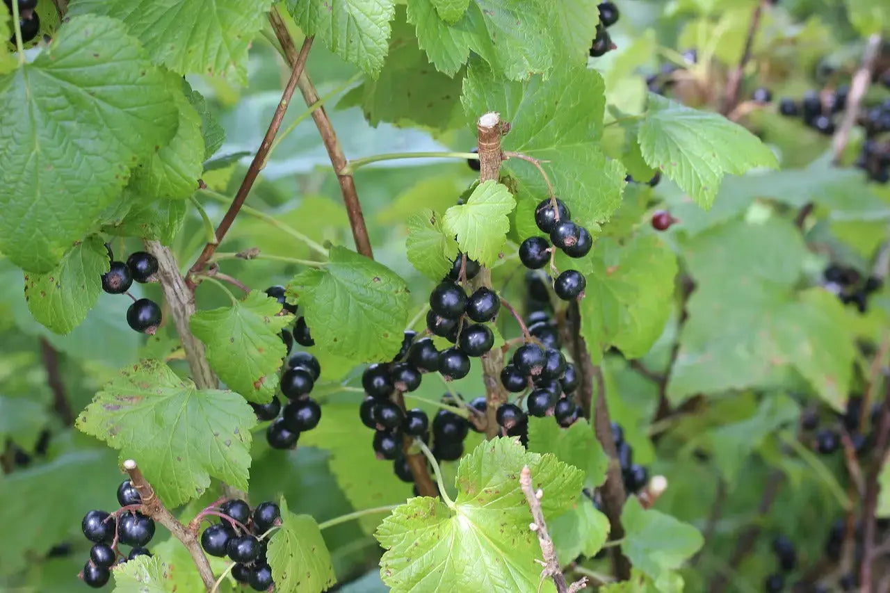 CASSIS BIO Feuilles coupées