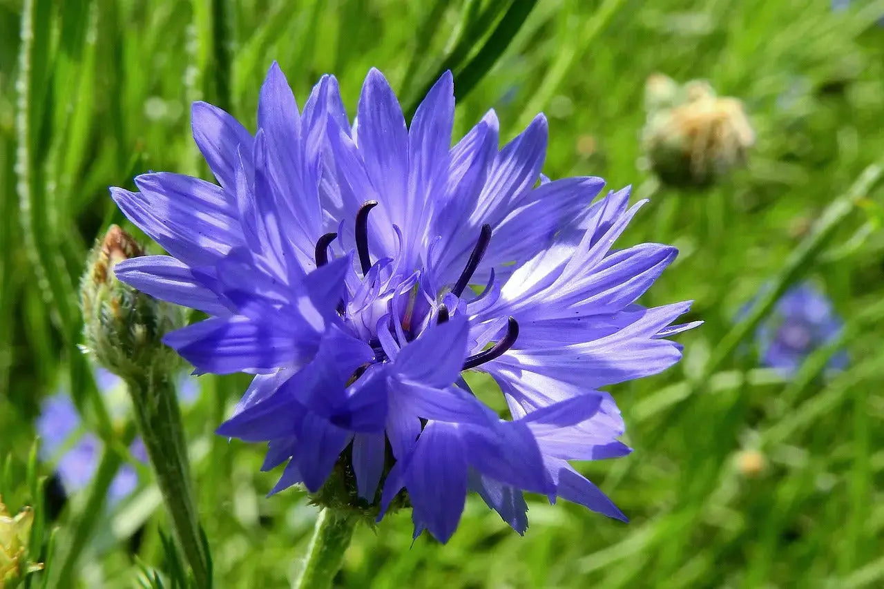 Bleuet Bio fleurs