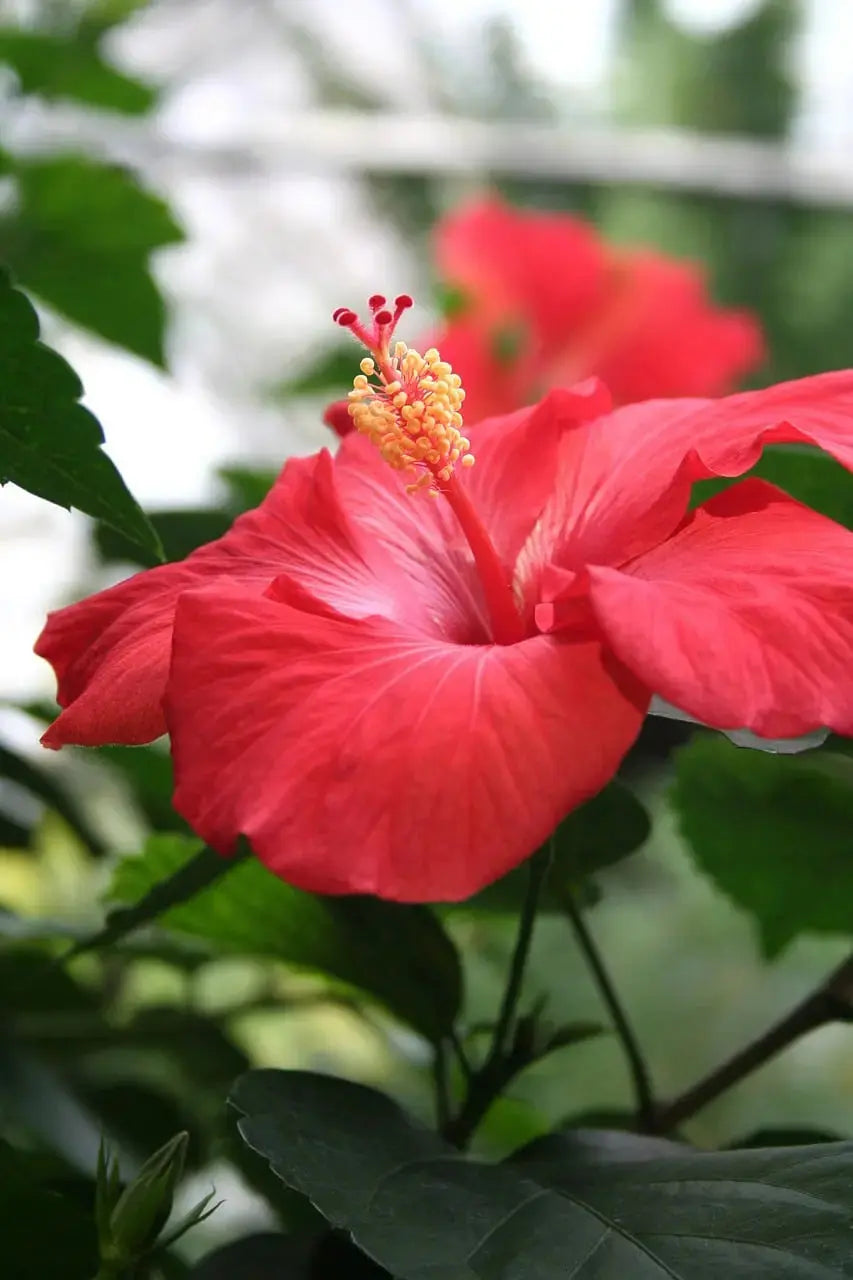 Hibiscus BIO Fleurs