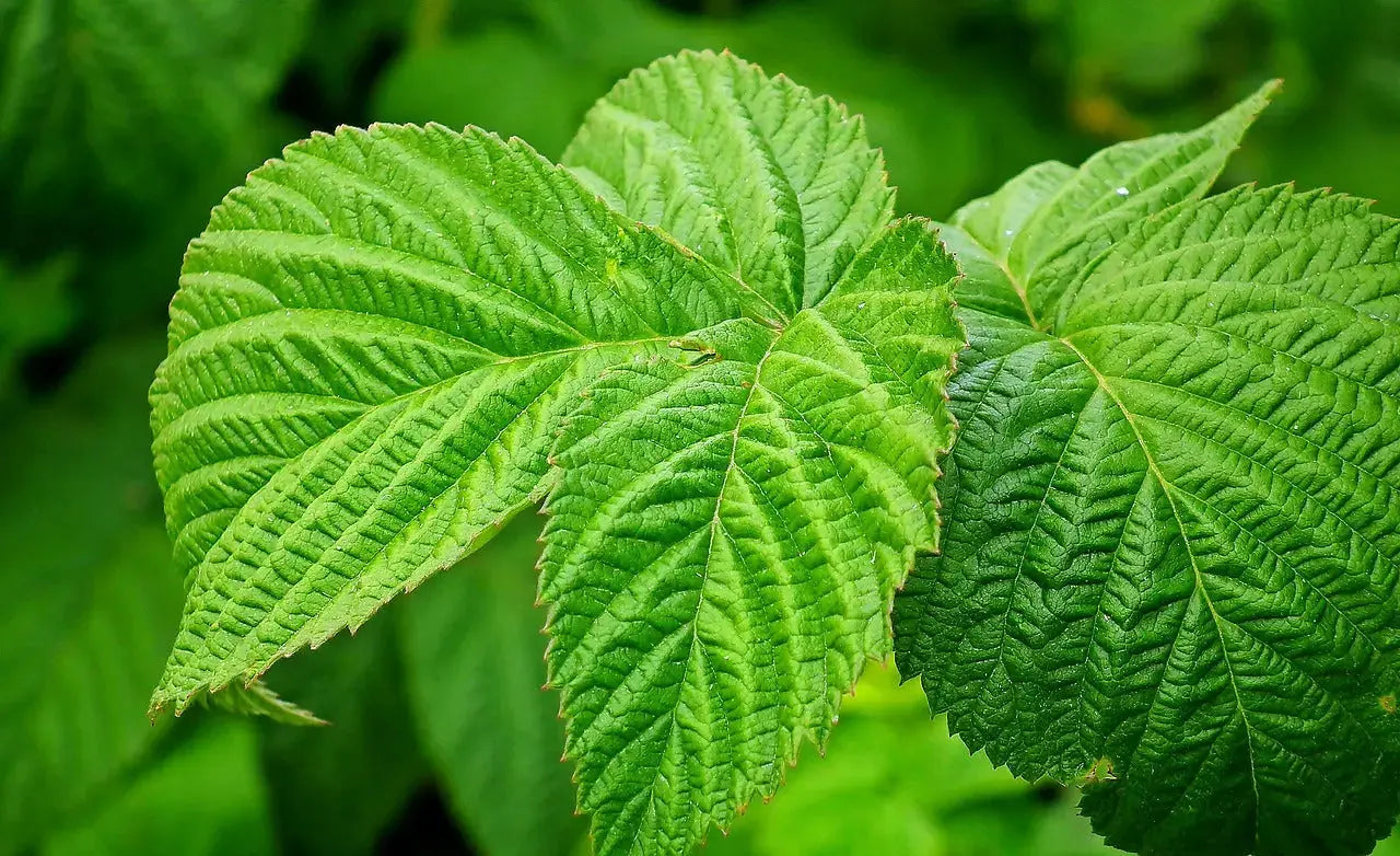 Framboisier bio Feuilles