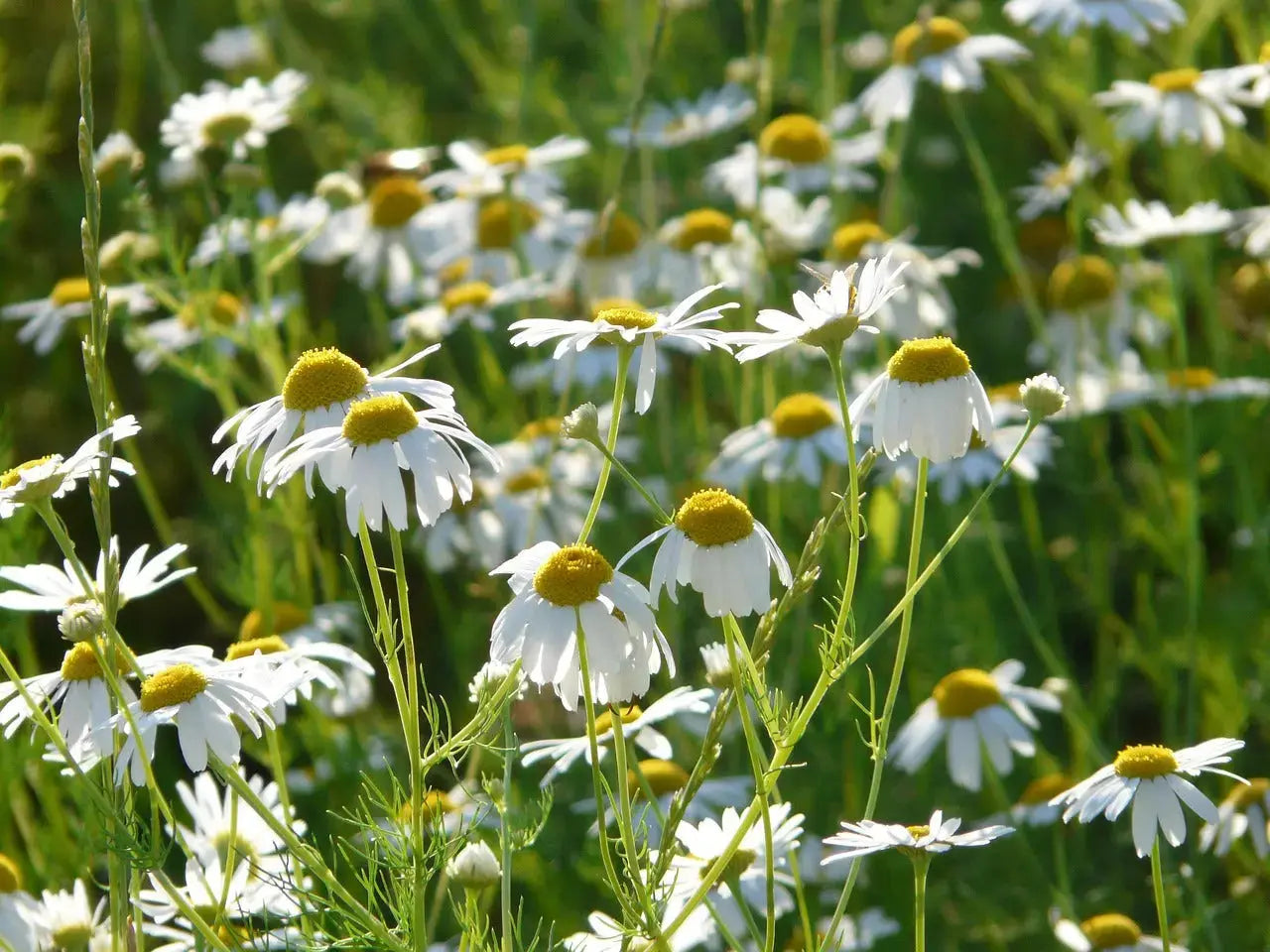 CAMOMILLE MATRICAIRE BIO Fleurs