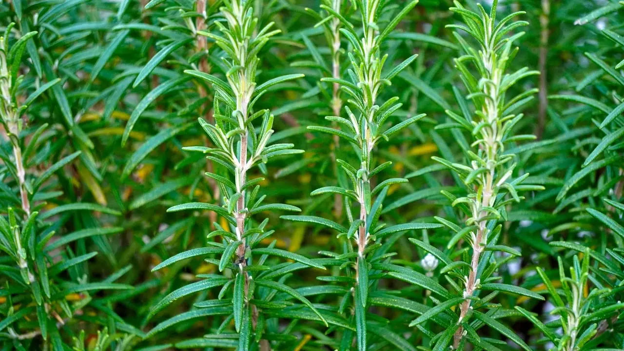 Romarin bio feuilles