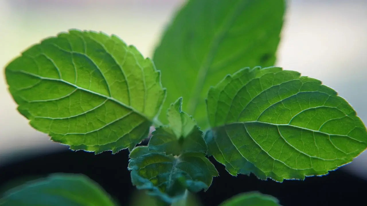 Tulsi (Basilic sacré) bio Feuilles