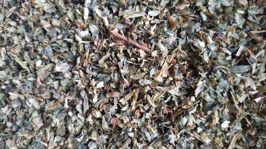 tisane infusion ail des ours 