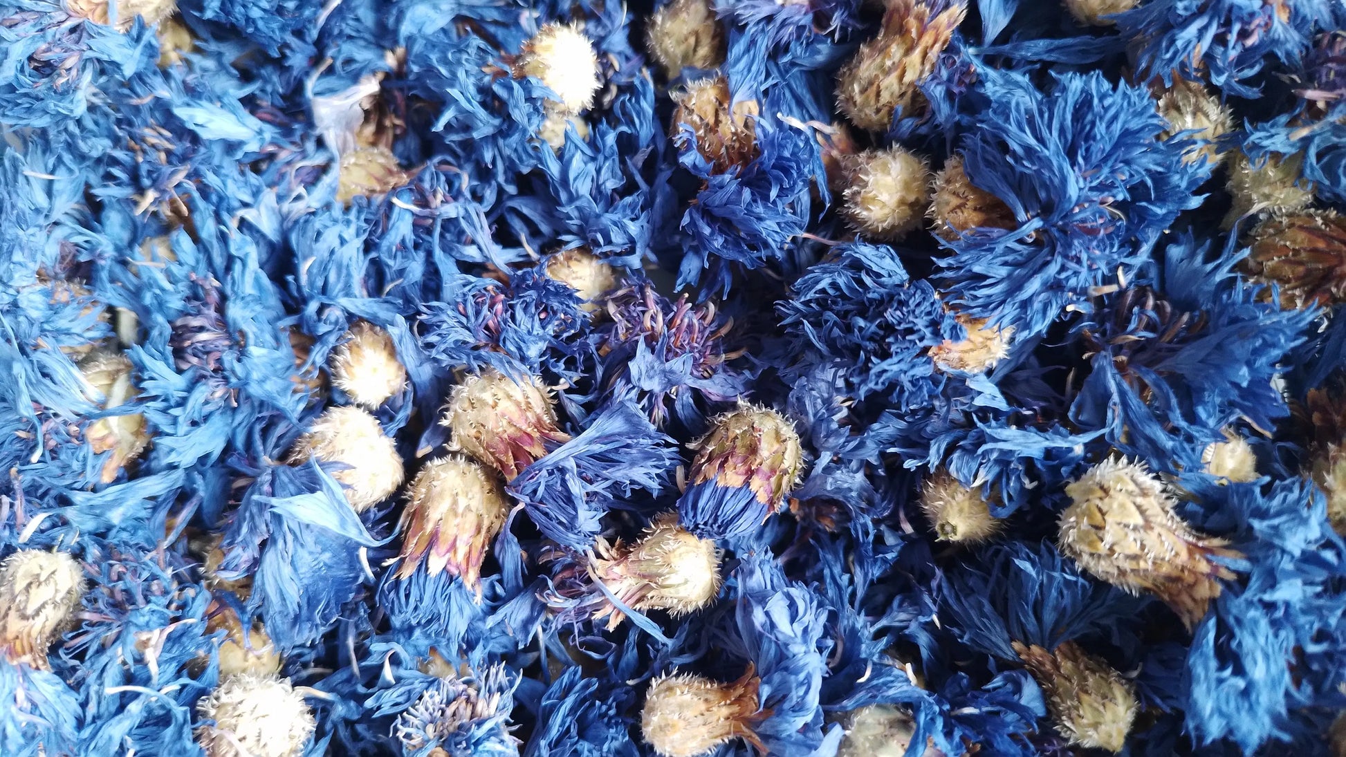 bleuet fleurs bio tisane infusion