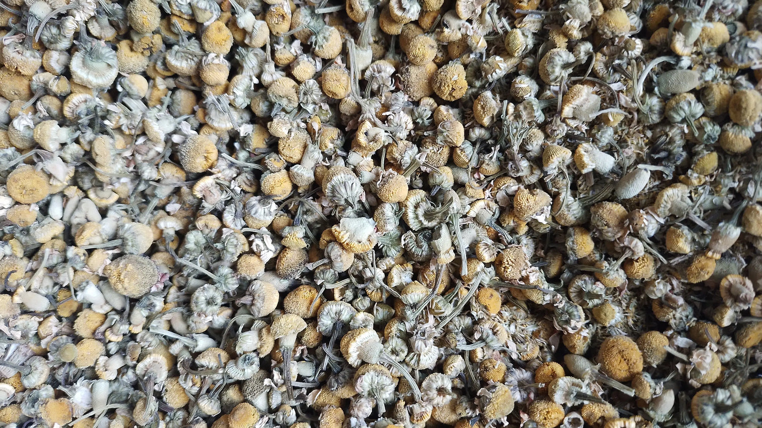 camomille matricaire fleurs bio tisane infusion