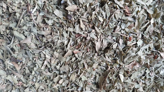 livèche feuilles bio tisane infusion