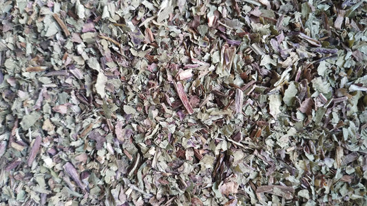 pissenlit bio tisane infusion