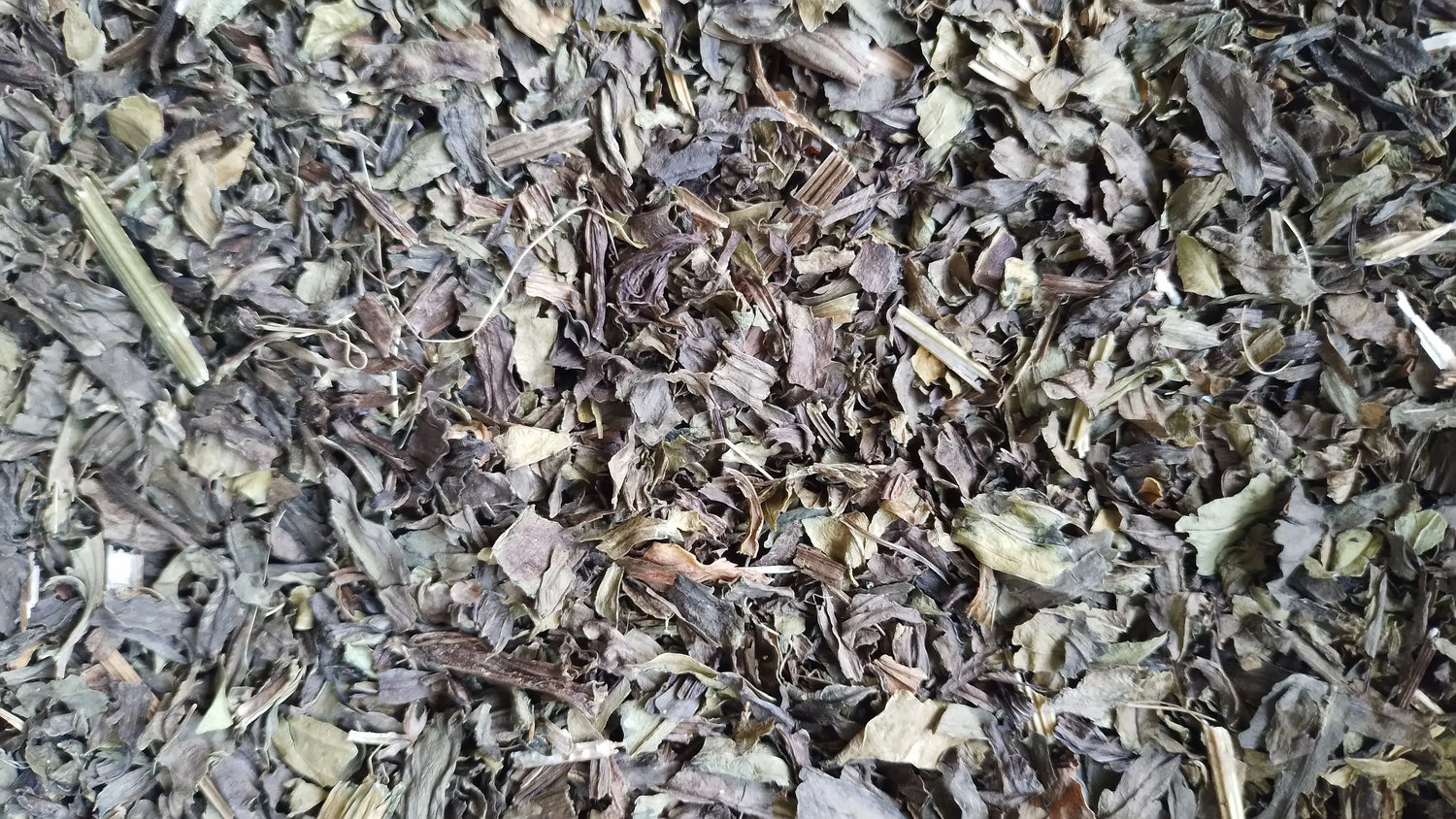 pantain lancéolé bio tisane infusion